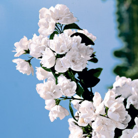 Jasmin v polnem razcvetu