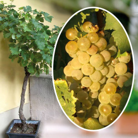 Törzses szőlő Phönix 