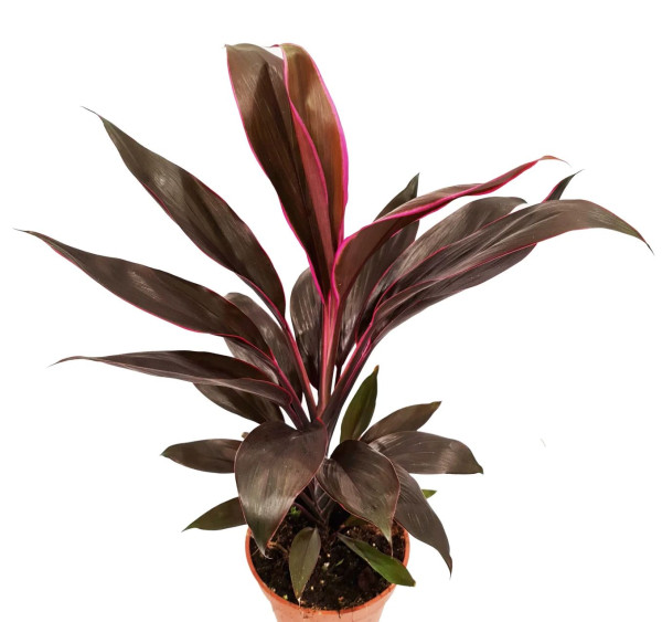 Kordilina ‘Tango’