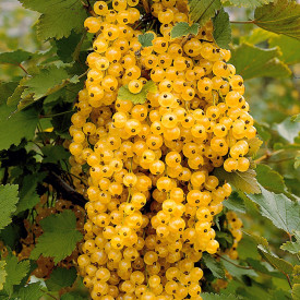 Champagner ribezov grm