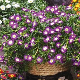 Kristalni cvet „Violet Wonder“ (3)