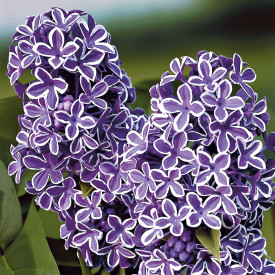 Jorgovan 'Sensation'