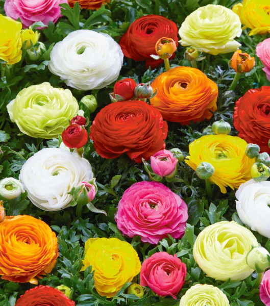 Polnocvetna zlatica barvna mešanica (15)