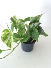 Zlata puzavka ‘Marble Queen’