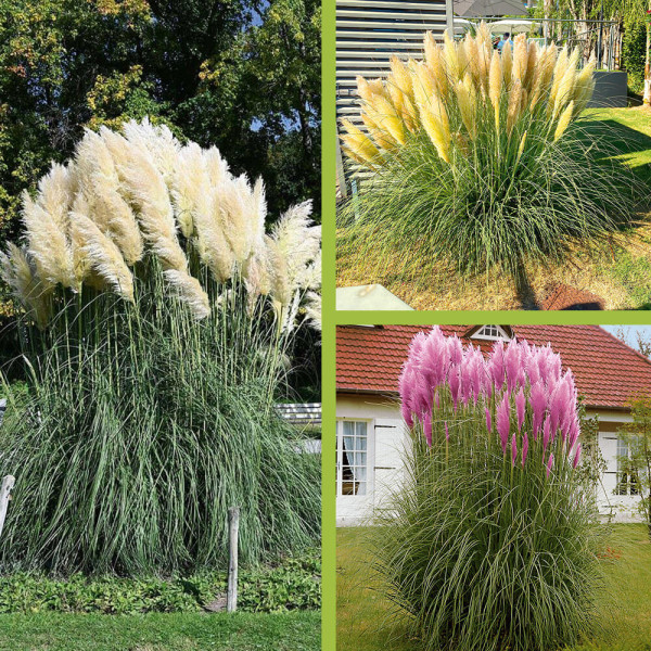 3 pampas trave 1 bela, 1 roza, 1 evita