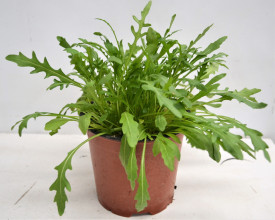Rukola