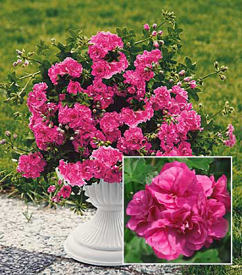 Polviseča rožnata pelargonija