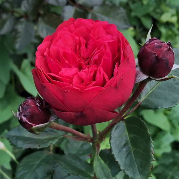 Piano – rdeča čajna vrtnica