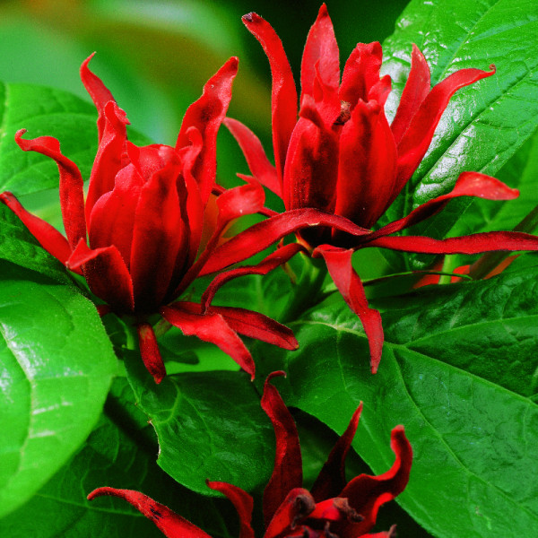 Ameriški sladki grm