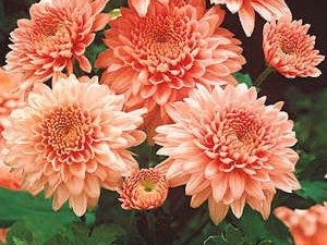 Pozna krizantema Shippi Apricot