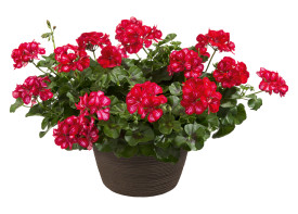 Red mex muškatna pelargonija 3
