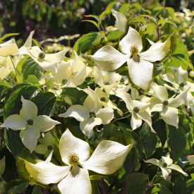 Stebrasti japonski dren Flower Tower