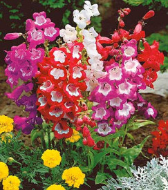 Penstemon – mešanica barv