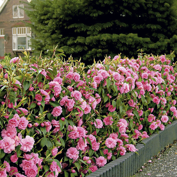 Kamelijeva živa meja (3)