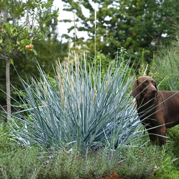 Modri peščeni kapelin