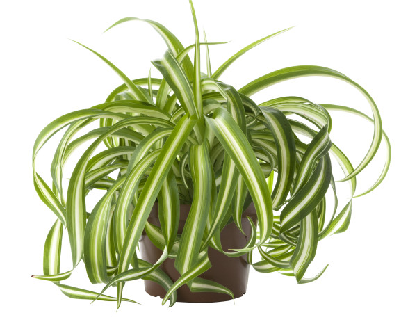 Klorofit v visečem loncu