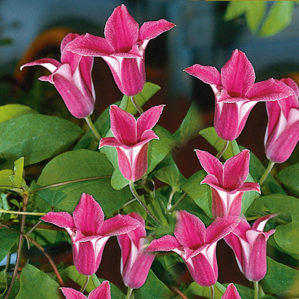 Klematisz Princesa Diana