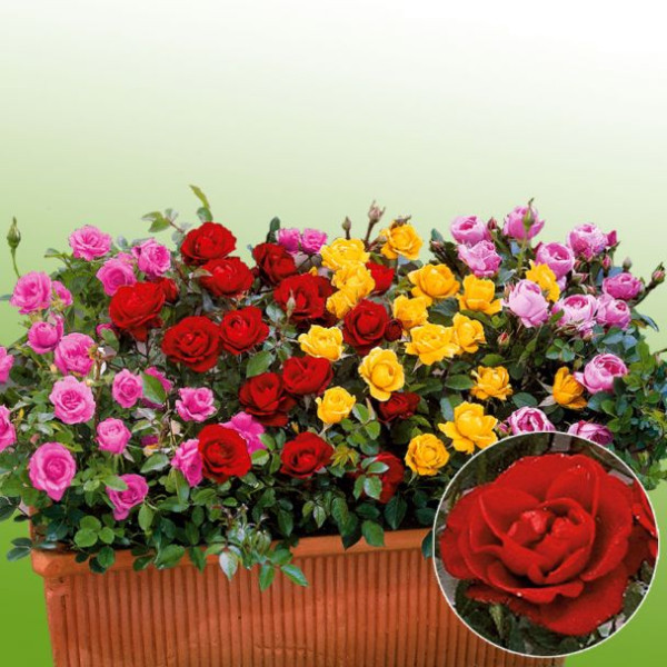 Rdeča mini vrtnica (3)