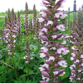 Medvedji krempelj (3)