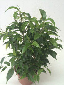 Ficus benjamina ‘Natasja’