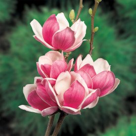 Zadovoljstvo magnolija