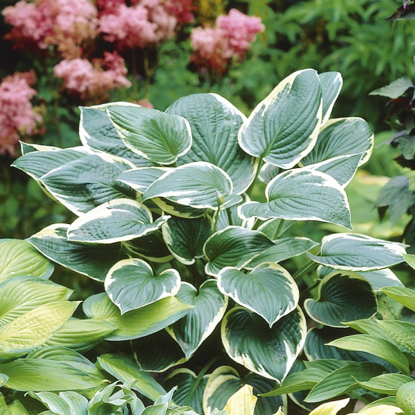 Senčna lilija Francee