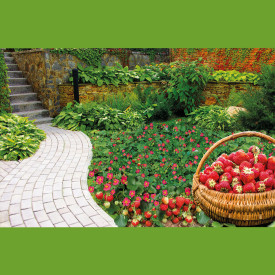 Okrasne jagode „Red Panda“ (3)