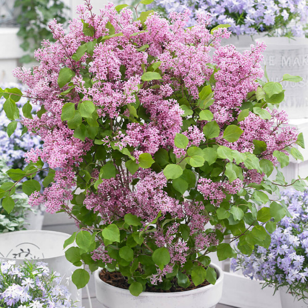 Meyerjeva lipovka pink