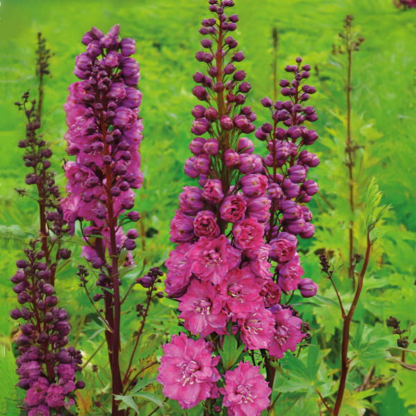 Noble Magpie ‚Pink Empire‘ roza (2)
