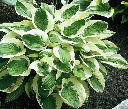 Pisana hosta ‘Brim Cup’