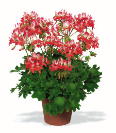 Pelargonija ‘Fireworks’