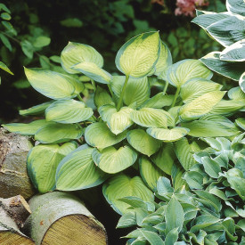 Senčna lilija 'Gold Standard'