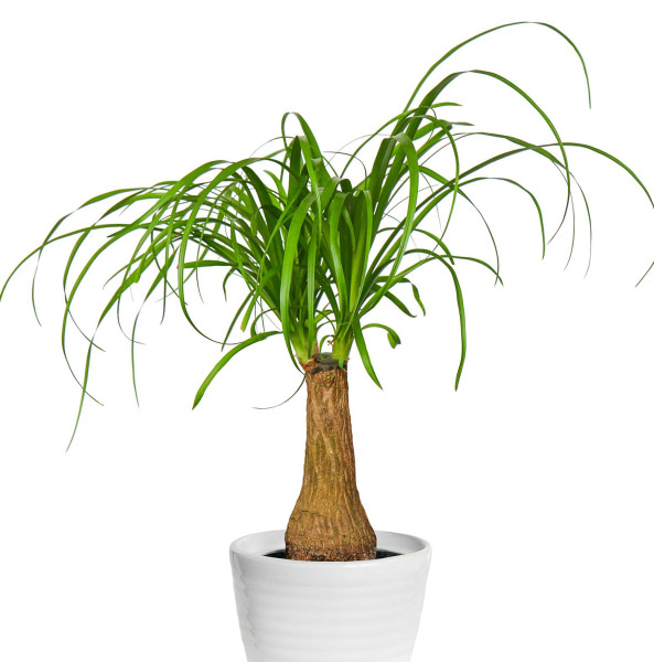 Nolina – slonovo stopalo