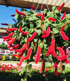 Cvet lisastega repa (3)