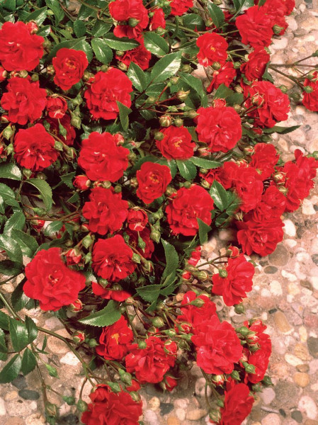 Vrtnica Matador – rdeča pokrovna vrtnica