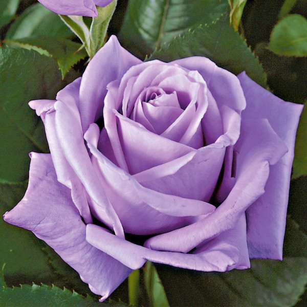 Mainzer Fastnacht kontejner