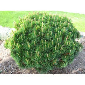 Dwarf pine