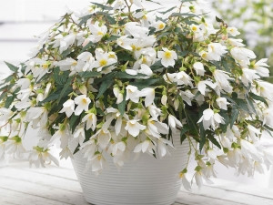 Begonija Beauvilia bela
