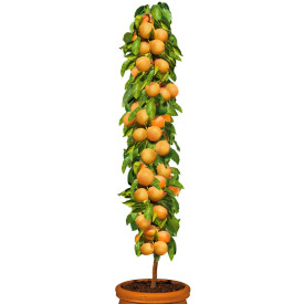 Stebrasta marelica sorte Golden Sun