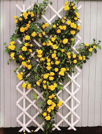 Royal Gold – rumena plezalna vrtnica