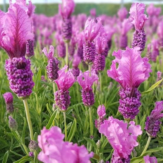 Lavanda rožnata