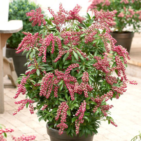 Japonska lovorika