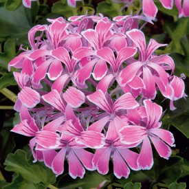 Stellana Compact roza tekalna steza (3)