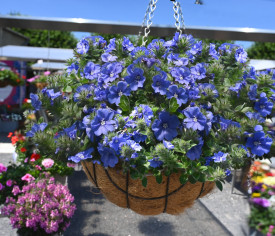 Modri Mauritius Plus (3)