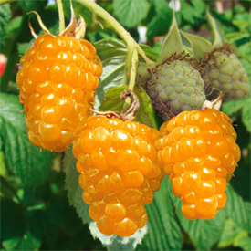 Two Timer Sugana Zlato rumena malina