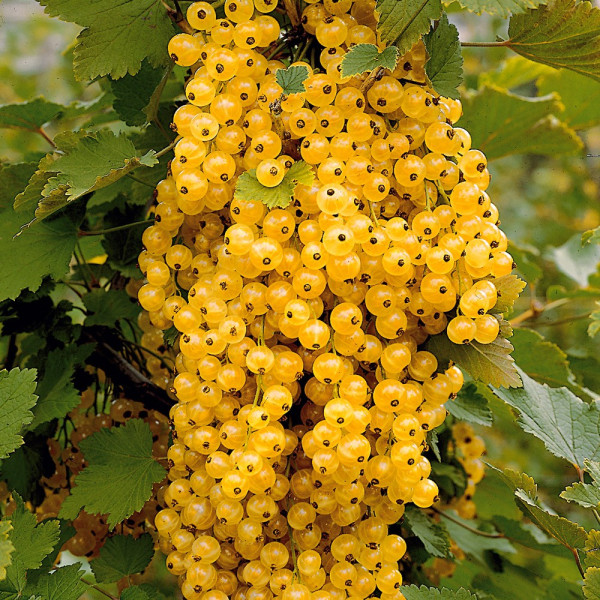 Champagner ribezov grm