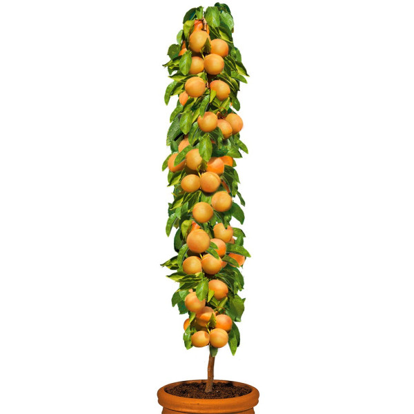 Stebrasta marelica sorte Golden Sun