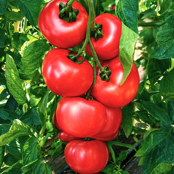 Paradižnik ‘Honey Moon’