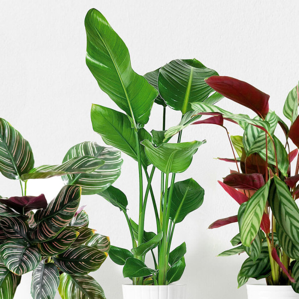 Strelicija – modri rajski cvet