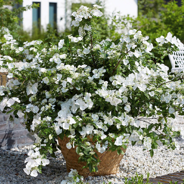Hortenzia 'Runaway Bride'